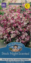 Stock Night Scented Seeds